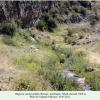 hesperia comma pallida biotope1